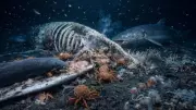 Whale Falls: How Dead Whales Create Thriving Deep-Sea Ecosystems for Decades