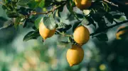 Why Your Lemon Tree Isn't Bearing Fruit: Expert Tips for a Bountiful Harvest
