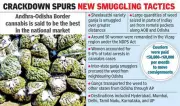 Women Couriers Used in Andhra-Odisha Cannabis Smuggling Networks to Evade Police