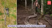 World's Longest Wild Snake Discovered: 'The Baroness' Measures 23 Feet in Indonesia