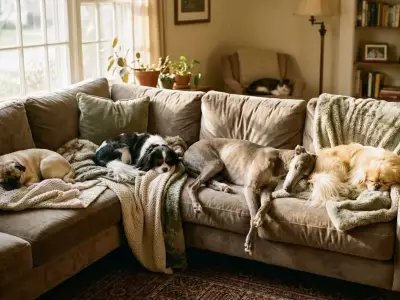 10 Calm Dog Breeds Perfect for a Relaxed, Low-Energy Lifestyle