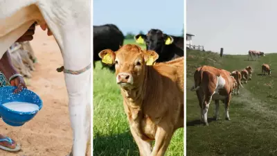 10 Surprising Signs Cows Are Smarter Than You Think