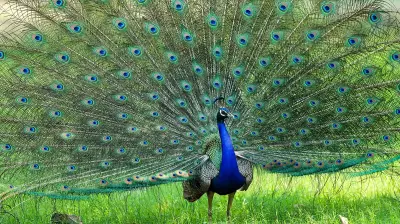 32 Peacocks Found Dead in Tumakuru Within a Week, Forest Department Investigates