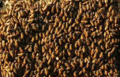 35 Children Injured in Bee Attack at Mohali School