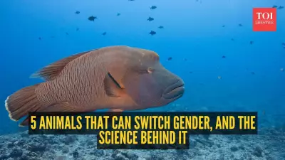 5 Animals That Can Switch Gender and the Science Behind It