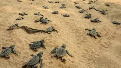 5 Indian Beaches to Witness Sea Turtle Hatchings in April-May