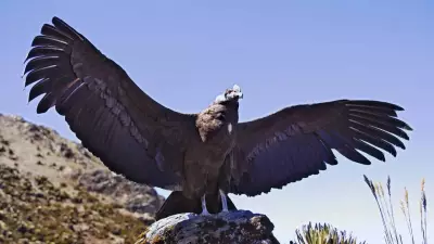 5 Largest Birds in the World Worth Traveling For: Nature's Giants