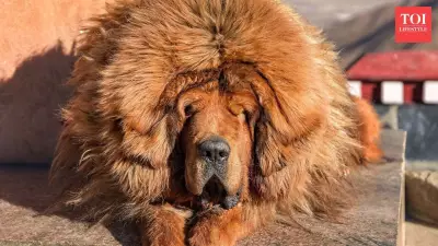 5 Lion-Like Dog Breeds That Capture Everyone's Attention: A Complete Guide