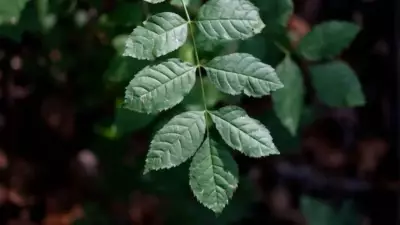 5 Sacred Plants in Hindu Culture That Bring Good Fortune and Divine Blessings