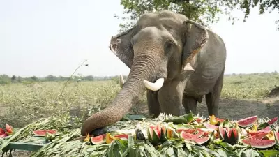 53-Year-Old Tusker Vayu Shows Successful Recovery in Karnataka