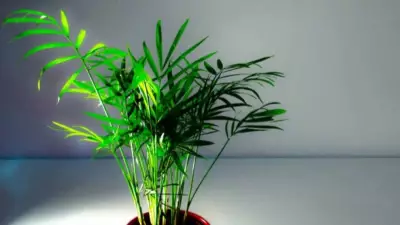 7 Air-Purifying Plants for Terrace Gardens: Natural Air Filters