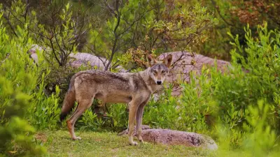 7 Prime Locations to Spot the Elusive Indian Wolf in Its Natural Habitat