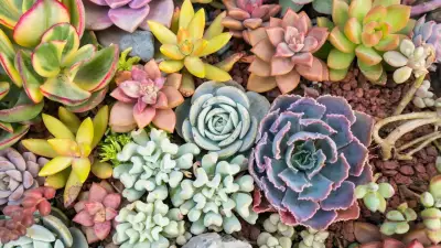8 Low-Maintenance Succulents That Bloom with Stunning Flowers for Your Home
