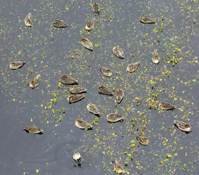 AI and Drones Revolutionize Waterbird Monitoring in Wetlands
