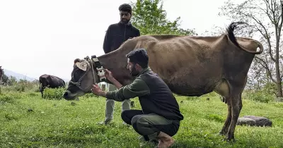 AI Neck Sensors Revolutionize Dairy Farming in India's Telugu States