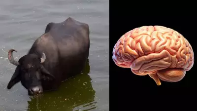 Akal Badi Ya Bhains or Bais? The Real Meaning Behind the Proverb