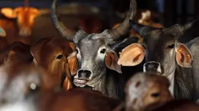 Allahabad High Court: Cow Slaughter Not Ordinary Crime, Fuels Communal Tension