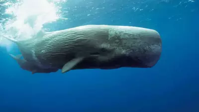 Ambergris: The Million-Dollar 'Whale Vomit' Powering Luxury Perfumes