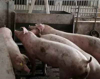 Amritsar Lifts Pig Movement Ban After African Swine Fever Tests Show Healthy Animals