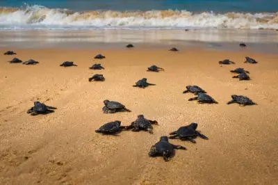 An Intimate Moonlit Encounter with the Olive Ridley Turtles