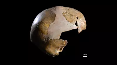 Ancient Skull Debunked: Not a Human-Neanderthal Hybrid, DNA Reveals