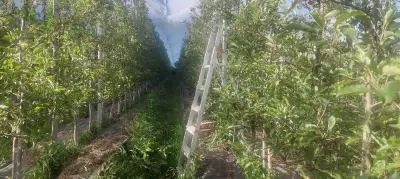 Apple Farming in Himachal Pradesh Struggles Against Climate Change