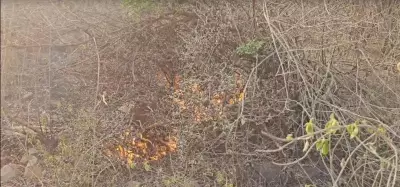 Aravali Forest Fire in Mangar Village Blazes for 2.5 Hours, Exposing Weak Preparedness