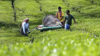 Assam and West Bengal Tea Bodies Urge PM Modi to Revoke Auction Directives