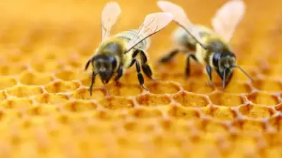 Bees Can Count and Understand Zero, Study Reveals