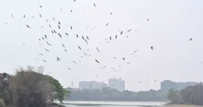 Bengaluru's Lakes: 95% Sewage, 5% Rainwater, Study Reveals Alarming Pollution