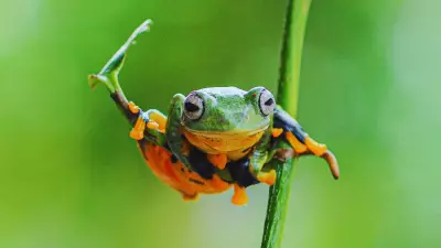 Beyond Birds: Discover India's Amazing Flying and Gliding Animals