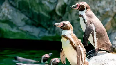 Bird Divorce: A Warning Sign for Ecosystem Health and Climate Change