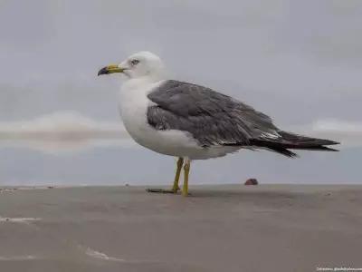 Black-Tailed Gull Spotted in Bengal, First Record for India During Bird Count