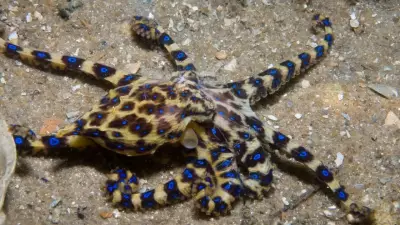 Blue-Ringed Octopus: Small But Deadly Marine Creature