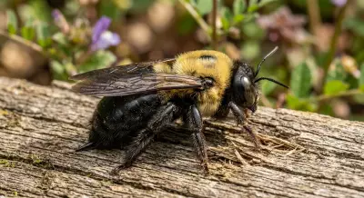 Carpenter Bees: Backyard Pollinators or Porch Pests? Here's How to Deal