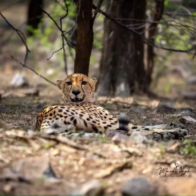 Cheetah Dispersal from Kuno to Rajasthan Sparks Debate on Natural Movement vs Intervention