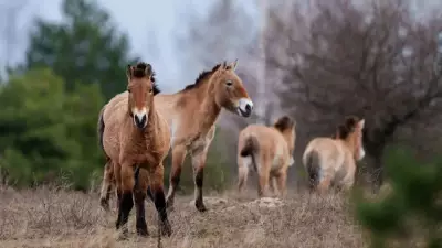 Chernobyl Exclusion Zone Becomes Thriving Wildlife Sanctuary 40 Years After Nuclear Disaster