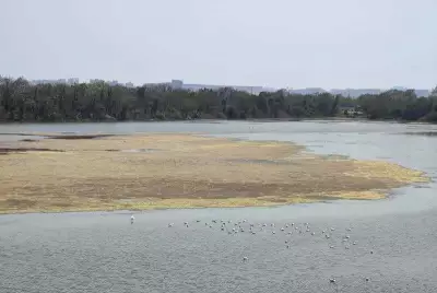 CIDCO's Rs 3,600 Crore Wetland Valuation Sparks Outcry Over Flamingo Habitat