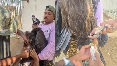 Cinereous Vulture Rescued Twice: Cross-Border Journey from MP to Pakistan