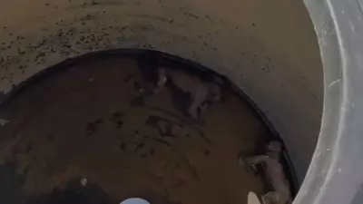 Decomposed Monkeys Found in Water Tanks at Nuh Medical College, Sparking Hygiene Crisis