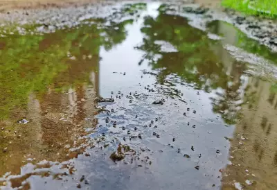 Delhi Sees Sharp Drop in Dengue Cases in 2025, Malaria and Chikungunya Rise