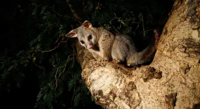 Discover Australia's Backyard Wildlife: From Possums to Echidnas
