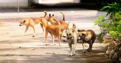 Dog Behavior Expert Advises Respecting Canine Space and Boundaries