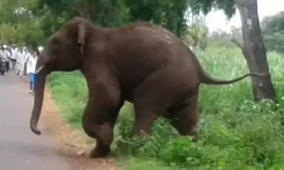 Elephant Attack in Jamshedpur Village Claims Life of 55-Year-Old Man