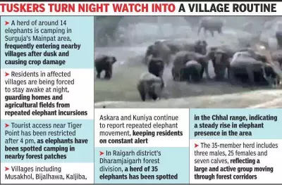 Elephant Herds Intensify Movement in North Chhattisgarh, Prompting High Alert