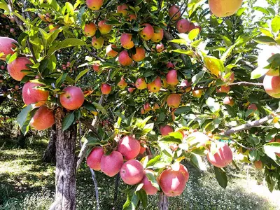 Erratic Weather Stings Himachal Apple Growers, Poor Yield Feared