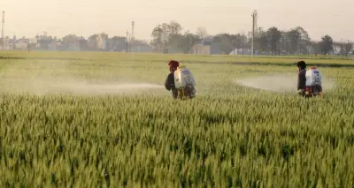 Experts Urge Punjab to Diversify Beyond Rice and Wheat for Sustainable Growth