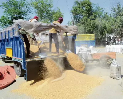 Farmers in Haryana Report Technical Glitch in Government Portal
