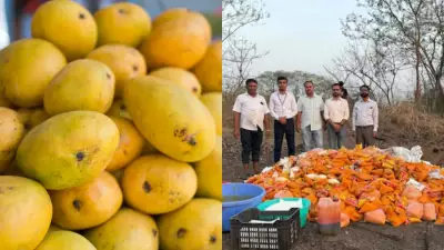 FDA Seizes 3,800 Kg Adulterated Mango Pulp in Pune, Warns of Health Risks