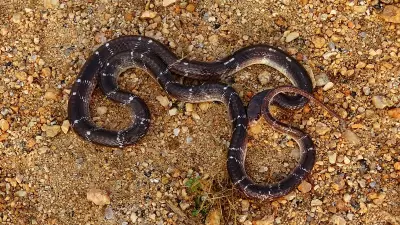Five Venomous Snakes Found Inside House in Kerala's Kozhikode